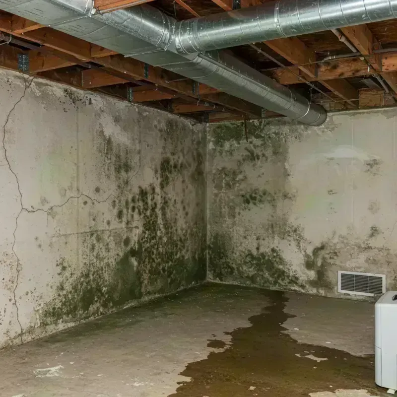 Professional Mold Removal in Marshfield, MO